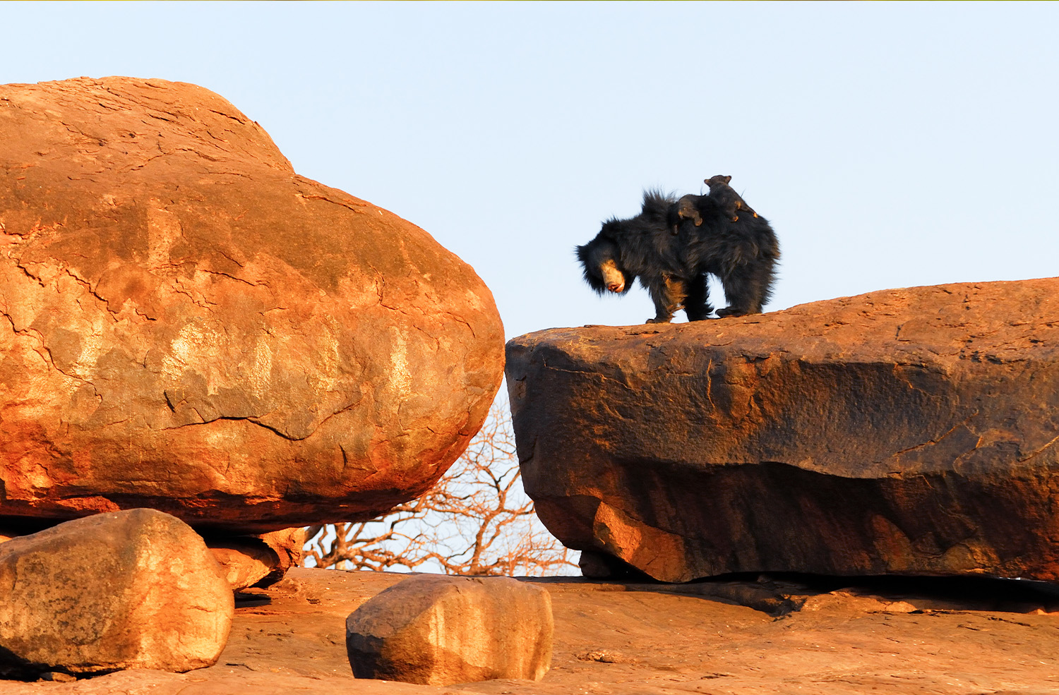 Daroji Solth Bear Sanctuary, Hampi