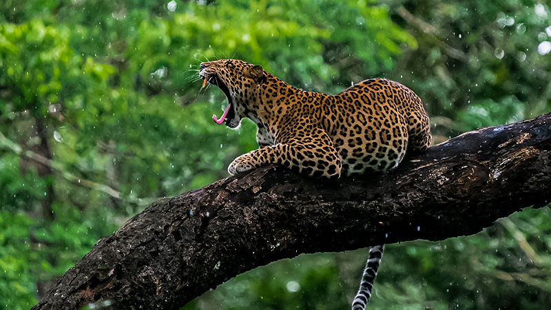 Leopard, Kabini, Nagarhole, Rajiv Gandhi Tiger Reserive