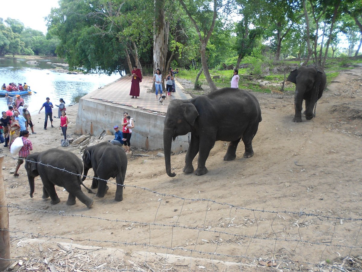 dubare elephants