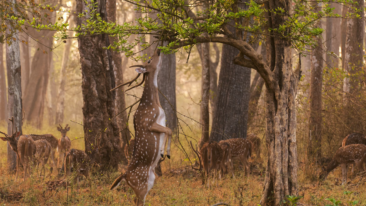 nagarhole national park