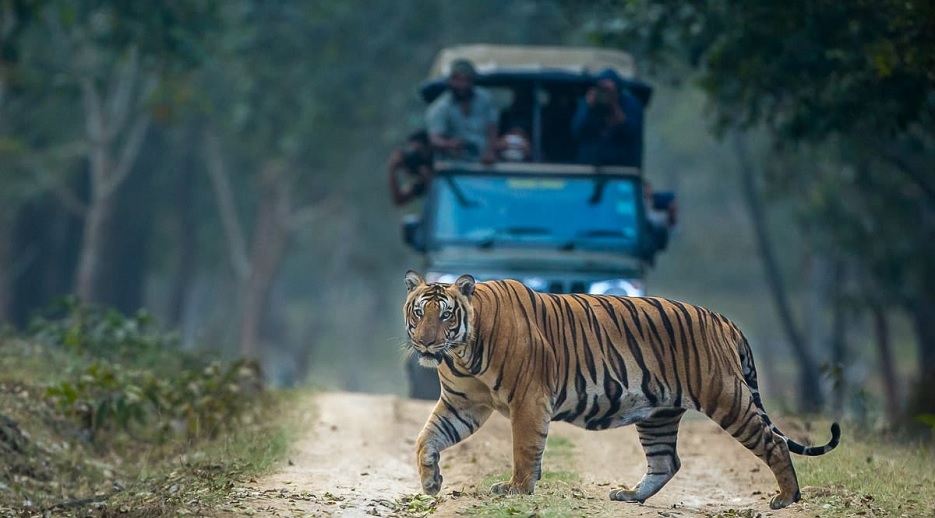 Tiger spotting in a Jeep Safari, Kabini Tiger Reserive